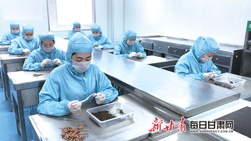 甘肅隴萃堂營(yíng)養(yǎng)保健食品股份職工認(rèn)真篩檢蟲(chóng)草